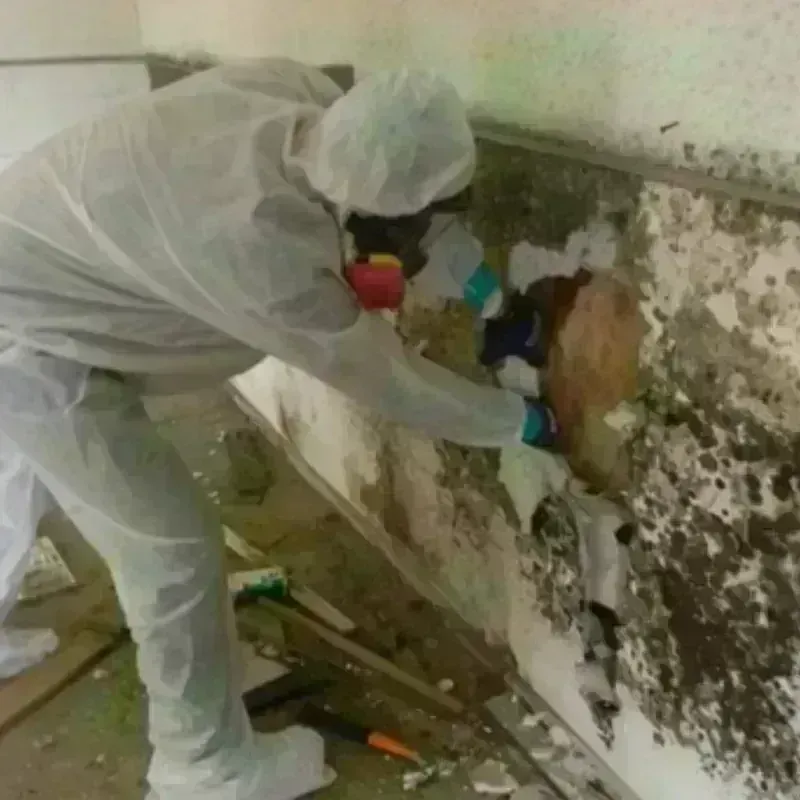 Mold Remediation and Removal in Gering, NE